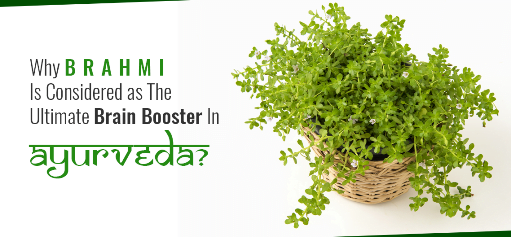 WHY BRAHMI IS CONSIDERED AS THE ULTIMATE BRAIN BOOSTER IN AYURVEDA?
